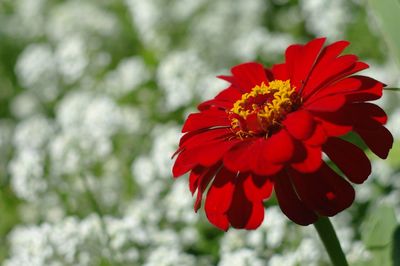 Close-up of red flower