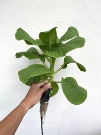 Close-up of hand holding leaf against white wall