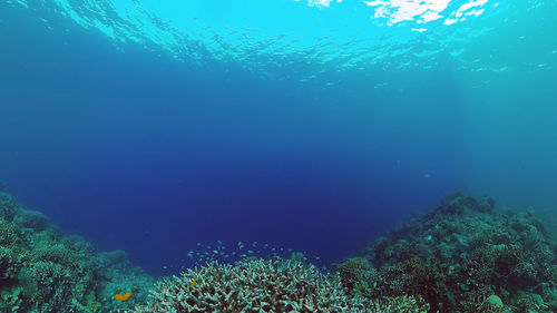 Fish swimming in sea