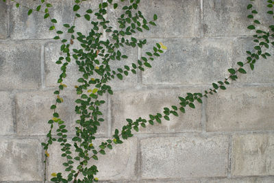 Close-up of ivy growing on wall