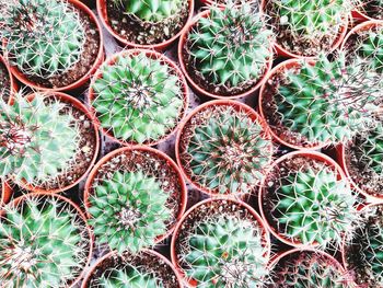 High angle view of potted plants