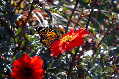 Close-up of butterfly pollinating on flower