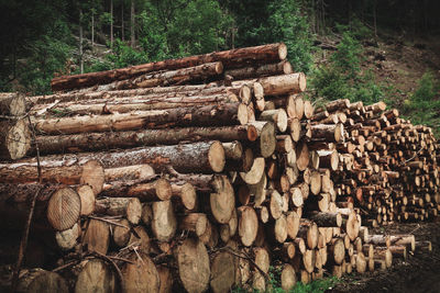 Stack of logs in forest