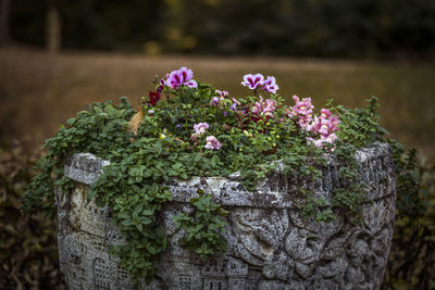 Close-up of flowering plant on tree stump