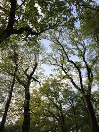 Low angle view of trees against sky