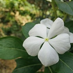 Close-up of white flowers