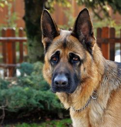 Close-up portrait of dog