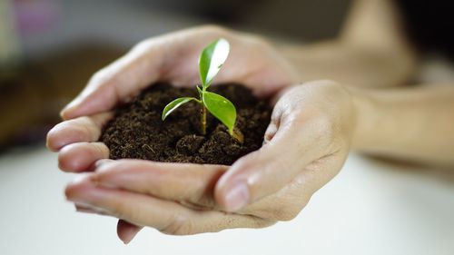 Cropped image of hands holding seedling