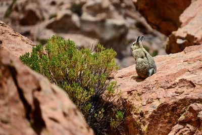 Close-up of squirrel perching on rock