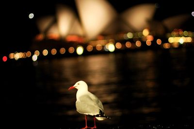 Close-up of bird perching on illuminated light at night