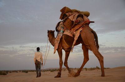 Rear view of man with camel in desert against sky