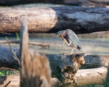 Close-up of bird perching on wooden floor