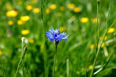 Close-up of purple flowering plant on field