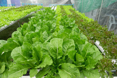 High angle view of fresh green plants in greenhouse