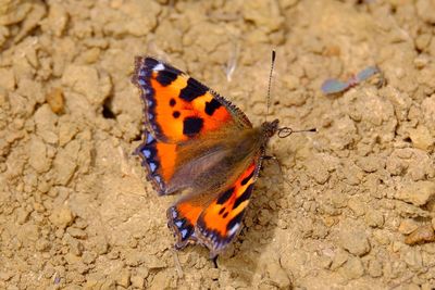 Close-up of butterfly on leaf