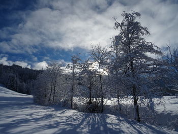 Trees on snow covered land against sky