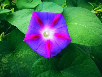 Close-up of purple flowering plant