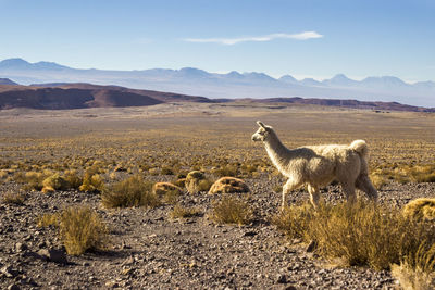 Alpaca walking on field against sky