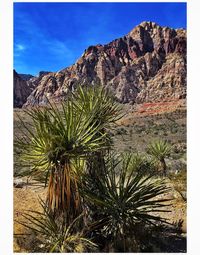 Palm trees on rock formation against sky