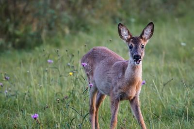 Portrait of deer on field