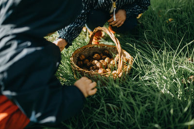 Brother and sister picking walnuts