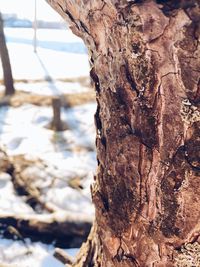 Close-up of tree trunk