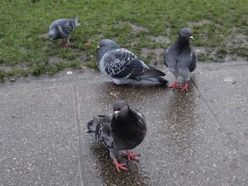 High angle view of ducks on road