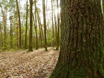 Pine trees in forest