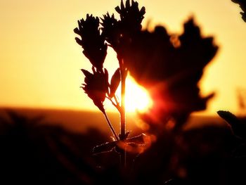 Close-up of silhouette plant during sunset