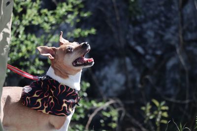 Close-up of a dog