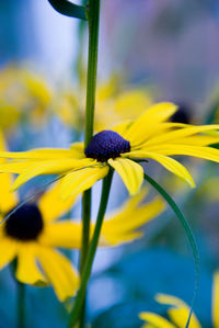 Close-up of yellow purple flower