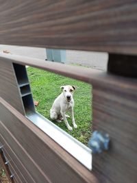 Dog standing by gate. waiting for the owner. 