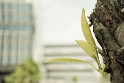 Close-up of leaves against sky