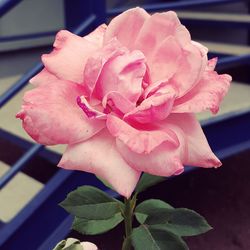 Close-up of pink rose