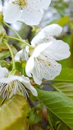 Close-up of white flowers blooming outdoors