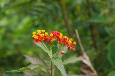 Close-up of red flowering plant