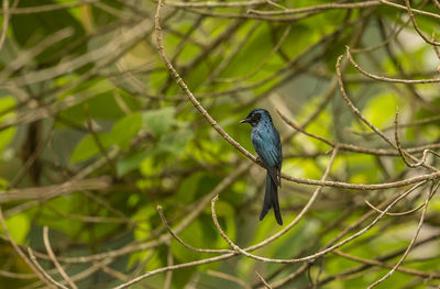 View of bird perching on branch