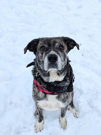 Portrait of dog on snow field