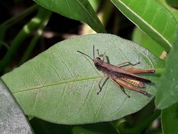 Close-up of insect on plant