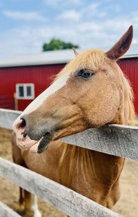 Close-up of horse standing on field