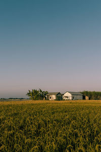 Scenic view of agricultural field against clear sky