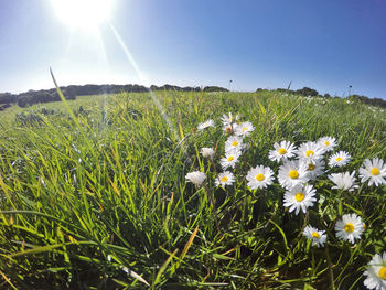 Flowers growing in field