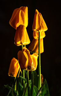 Close-up of yellow tulips