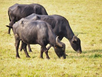 Cows standing in a field