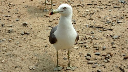 Close-up of seagull perching on sand