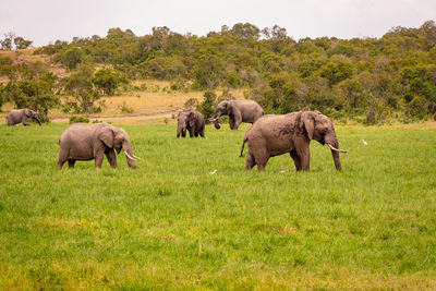 Elephants on field