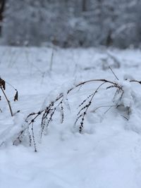 Close-up of frozen plant on snow covered field