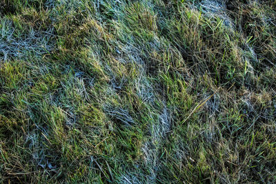 Full frame shot of grass on field