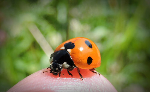 Extreme close up of insect