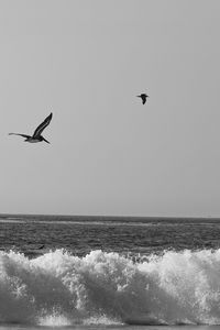 Bird flying over sea against clear sky